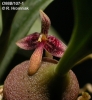 Bulbophyllum immobile  (01)